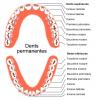 dents permanentes ou dents dfinitives