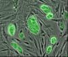 Cellules souches embryonnaires de souris