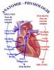 anatomo-physiologie_t1.jpg